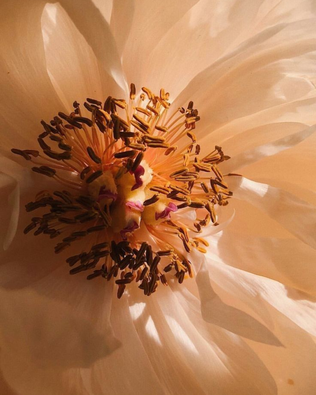 Huile Essentielle Géranium Bio