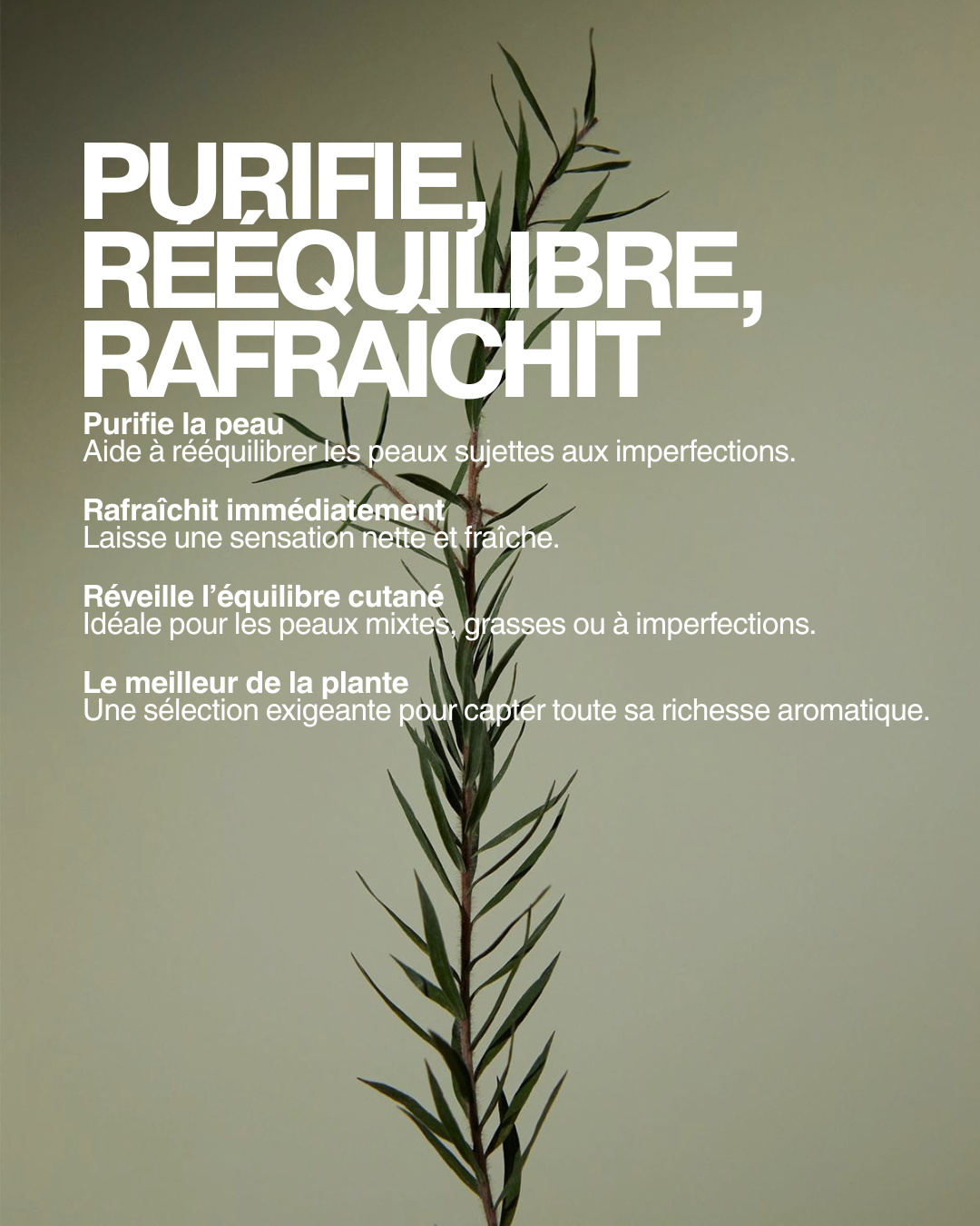 HUILE ESSENTIELLE TEA TREE BIO