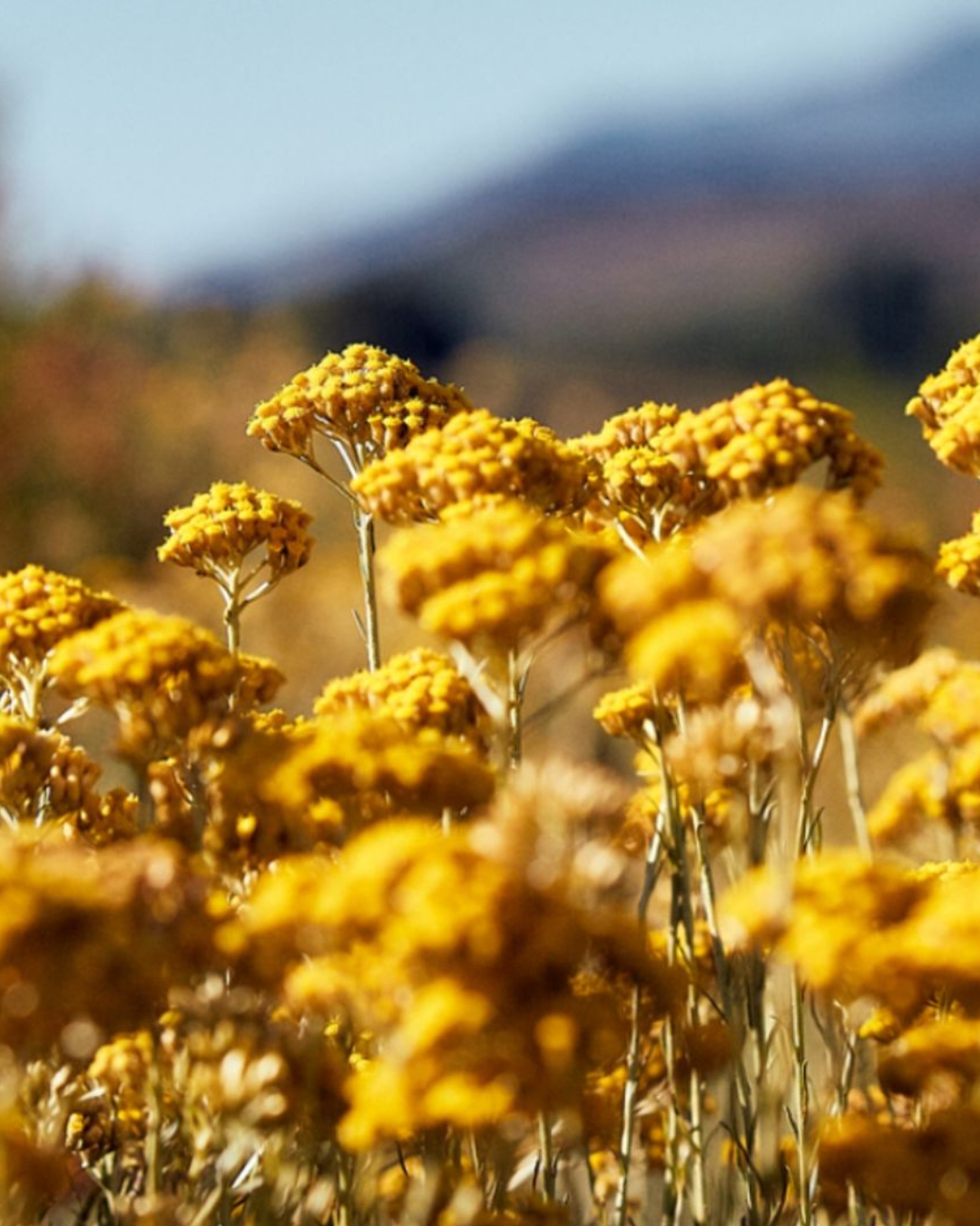 Huile Essentielle Immortelle Bio