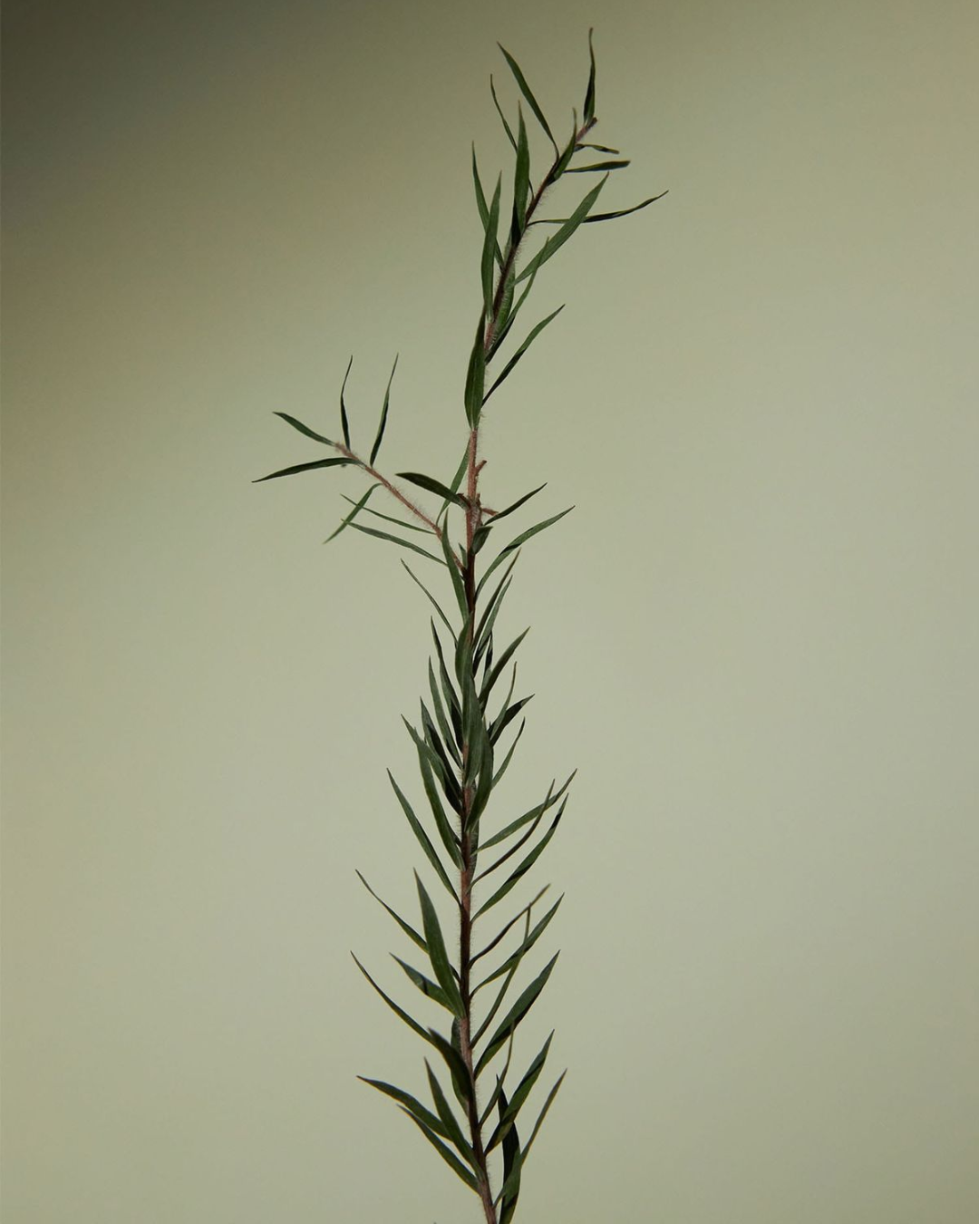 Huile Essentielle Tea Tree Bio